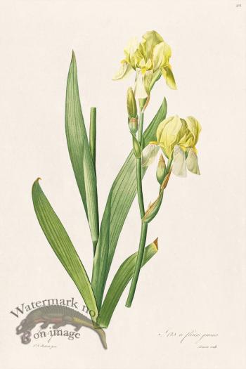 Les Liliacees Redoute 375